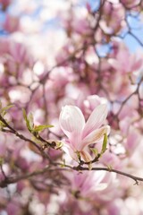 Fototapeta na wymiar pink magnolia flowers on the blue sky background