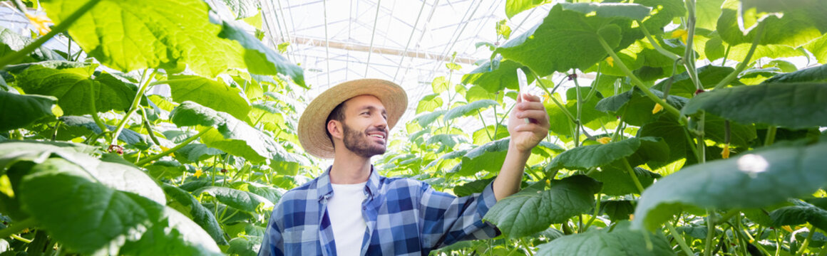 smiling farmer taking picture of cucumber plants in glasshouse, banner