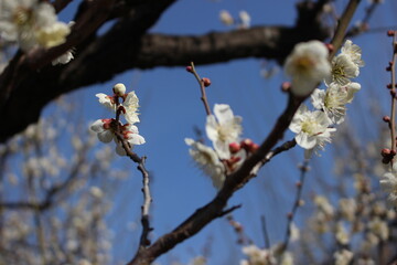 梅の花