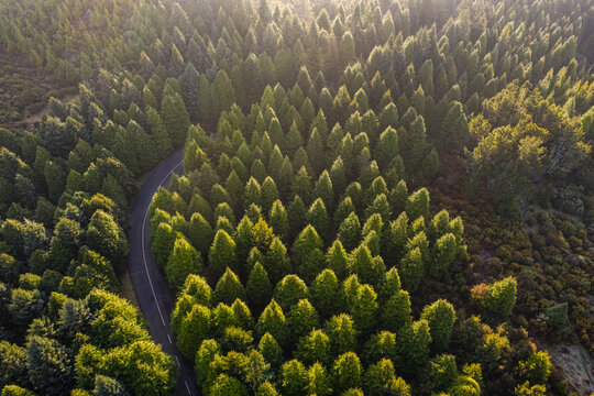 Aerial view of the road in the forest with green pine trees, Ch&atilde;o das Feiteiras, Madeira Island, Portugal.