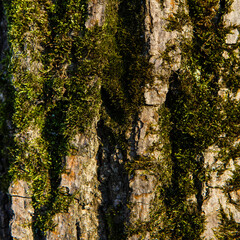 Texture of brown tree bark covered with green moss. Old tree bark background. Square close-up