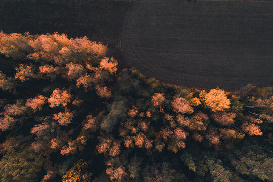 Aerial view of autumn-time colourful trees and field in Taevaskoja, Põlvamaa, Estonia.