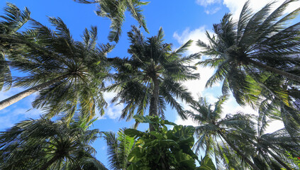 Fototapeta na wymiar palm trees on a tropical island