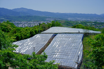 太陽の光に照らされ、キラキラ光る斜面に広がるブドウ畑の温室