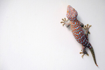 a giant colorful beautiful gekko walking on the white concrete wall with empty copy space - obrazy, fototapety, plakaty