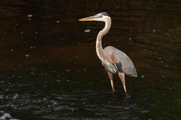 Great Blue Heron in natural habitat at Orlando wetlands in Cape Canaveral Florida.