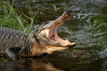 Wild American Alligator at Orlando wetlands in Cape Canaveral Florida.
