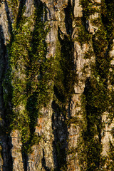 Texture of tree bark covered with moss. Old oak bark background. Vertical close-up