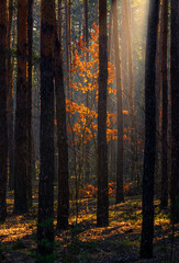 Sunny morning in the forest. The sun's rays illuminate the trees beautifully.
