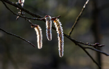 The dangling aspen catkins are beautifully illuminated by the rays of the sun.