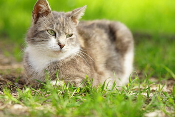 Naklejka na ściany i meble Tortoiseshell cat rest in a spring garden with green grass on the background