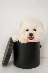 A little white Bichon Frize look in camera