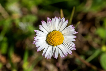 The white daisy grows close-up