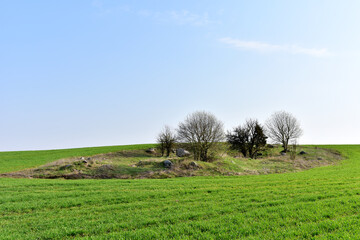 Trees on an agricultural field with green grass against the backdrop of a blue sky in the spring season