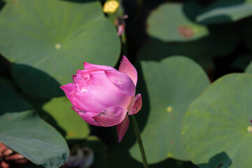 Close up pink lotus flower in pond is beautiful