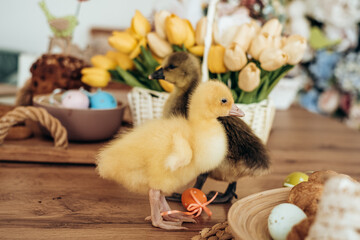 Easter chick gosling holds an egg decor in its beak. Easter concept