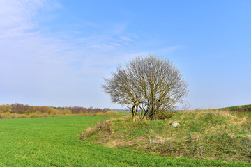 Trees on an agricultural field with green grass against the backdrop of a blue sky in the spring season
