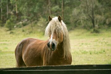 Portrait of a horse in the field