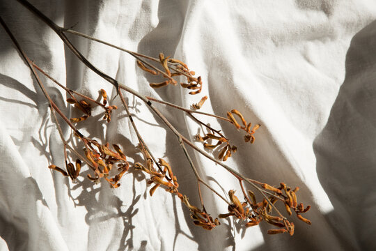 Tree branch on linen beige fabric background
