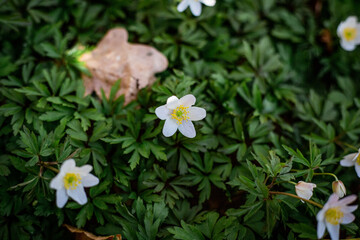 White anemones in the woods 35