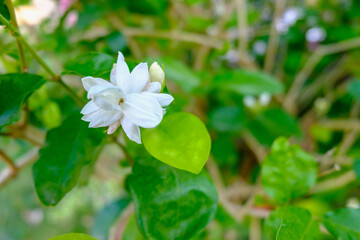 Obraz na płótnie Canvas White Jasmine flower with green leaf nature background