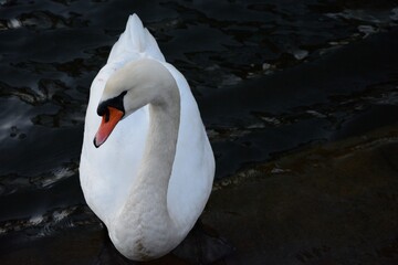 swan in the firth of kiel