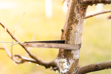 Leather garter for a tree close-up that does not injure the bark of a tree. Tying young trees