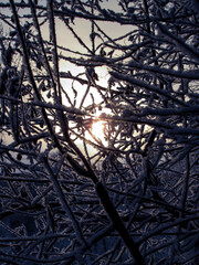 tree, winter, sky, branch, nature, branches, snow, abstract, trees, forest, night, cold, black, blue, sun, silhouette, dark, moon, landscape, sunset, light, ice, autumn, white, texture