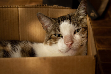 Um gato malhado descansando dentro de uma caixa de papel&atilde;o.