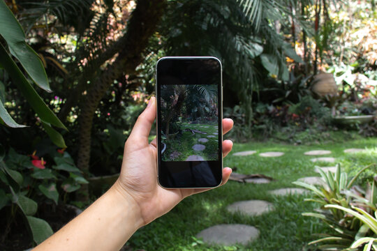 A woman's hand - white, caucasian - holding a sleek smart phone and taking a picture of a stepping stone path in a garden in Barbados, surrounded by palm trees. Social media photography concept.