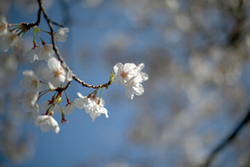 Close up of cherry blossom flowers against a blue sky