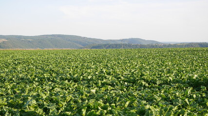 Fototapeta na wymiar Gemüsefeld im Maifeld bei Kobern-Gondorf mit Blick zum Hunsrück, Rheinland-Pfalz
