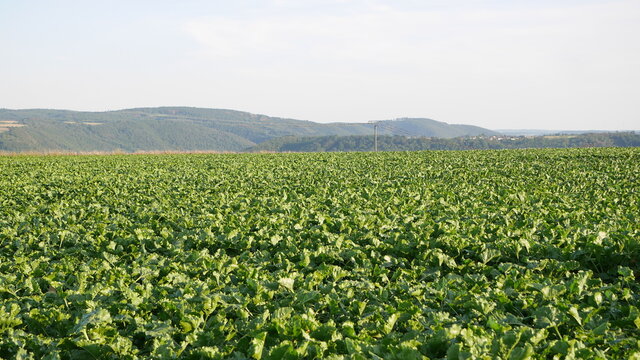 Gem&uuml;sefeld im Maifeld bei Kobern-Gondorf mit Blick zum Hunsr&uuml;ck, Rheinland-Pfalz