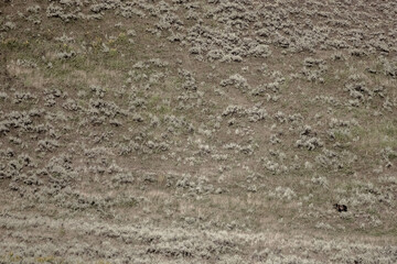 Small Grizzly Bear On Large Hill