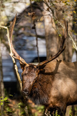 Small Tree Starts To Break From Rubbing Bull Elk