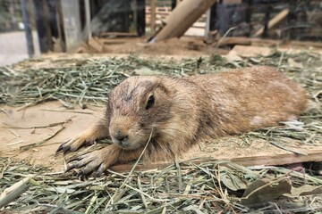 ぺたんこに寝ている可愛いプレーリードック