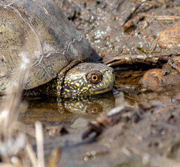The look of an old turtle in a swamp