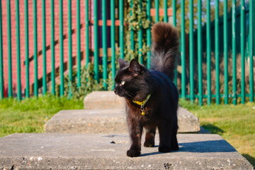 Young black cat wearing yellow collar walking on concrete block with green fence in the background on a sunny day