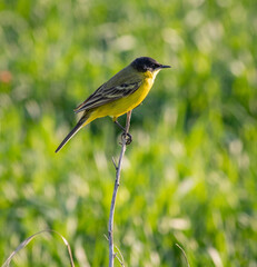 Bird yellow wagtail on a blade of grass