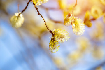 Fototapeta premium Blossoming willow in the early spring on a background of blue sky 