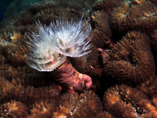 A white Tube worm Panagsama beach Philippines