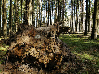 Closeup shot of deadwood in a forest in Larvik, Norway - obrazy, fototapety, plakaty