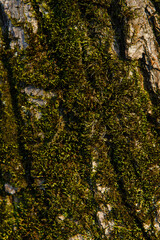 Green moss cover on old oak bark background. Moss texture on dark brown tree bark surface. Square close-up