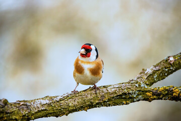 European goldfinch bird on a twig