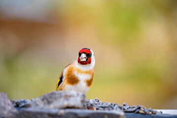 European goldfinch bird looking in camera