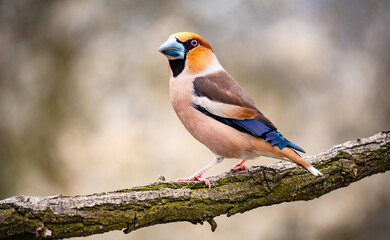 A hawfinch bird standing on a branch