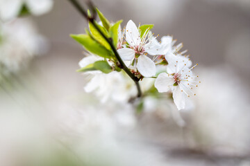 Weisse Bluete Baum Schlehe am Ast mit gruenen Blaettern