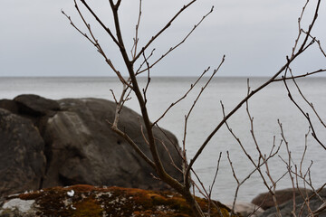 Close-up of leafless bush twigs with a picturesque background of bokeh seascape, granite boulders and Narva Bay, Estonia, under a cloudy sky on a rainy spring Baltic day.