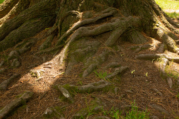 Tree roots on the soil at the garden