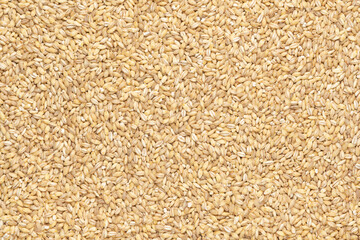 pearl barley grains, food background texture